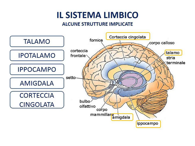 Cervello ed emozioni