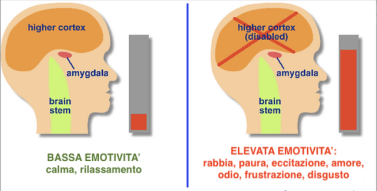 Amigdala: emotività e black-out mentale